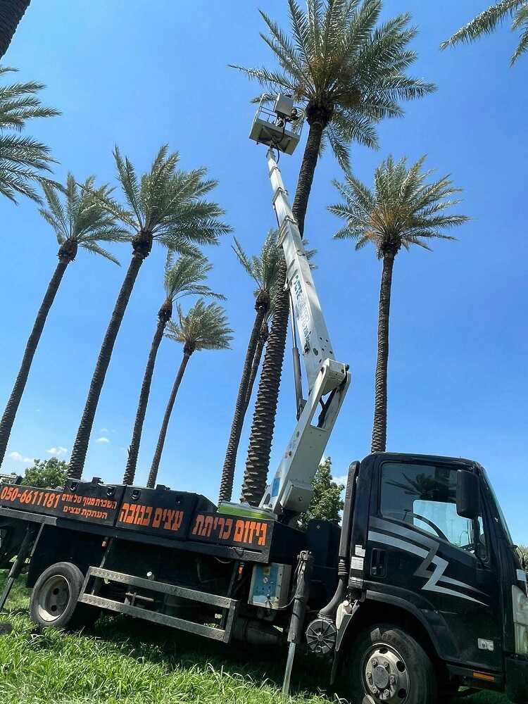 גיזום עצים בנתניה