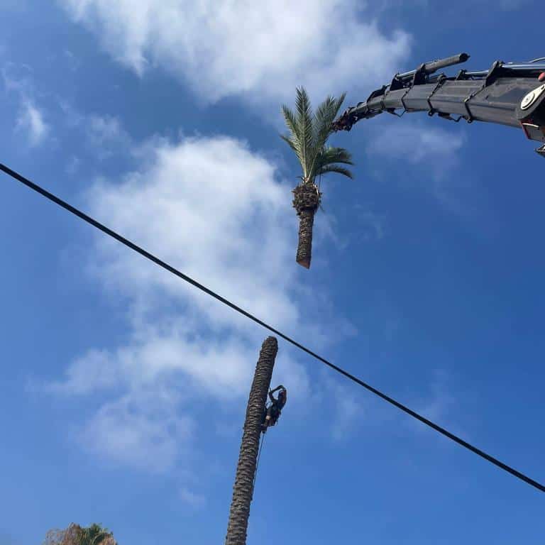 כריתת עץ דקל