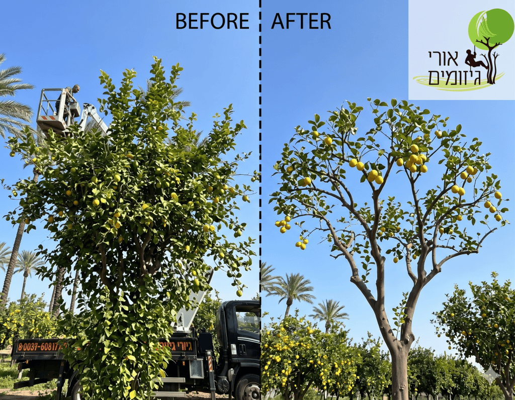 גיזום עץ לימון - לפני ואחרי