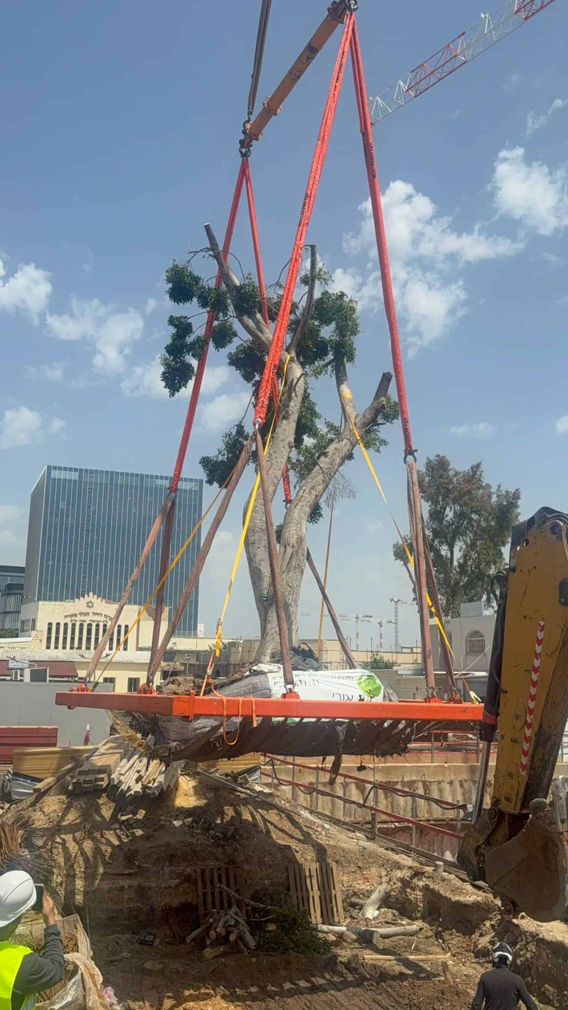 העתקת עץ שלב רביעי