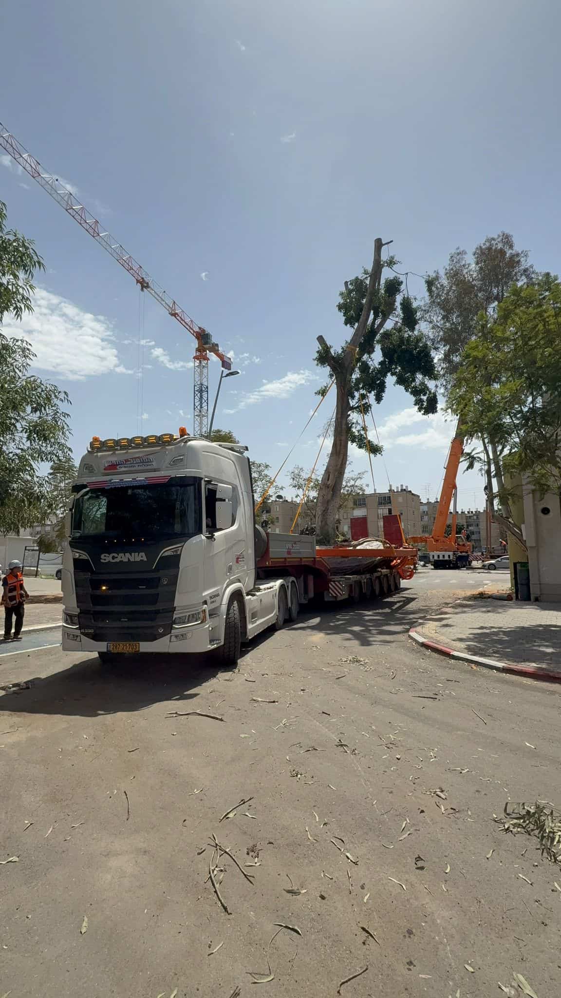העתקת עץ שלב שישי
