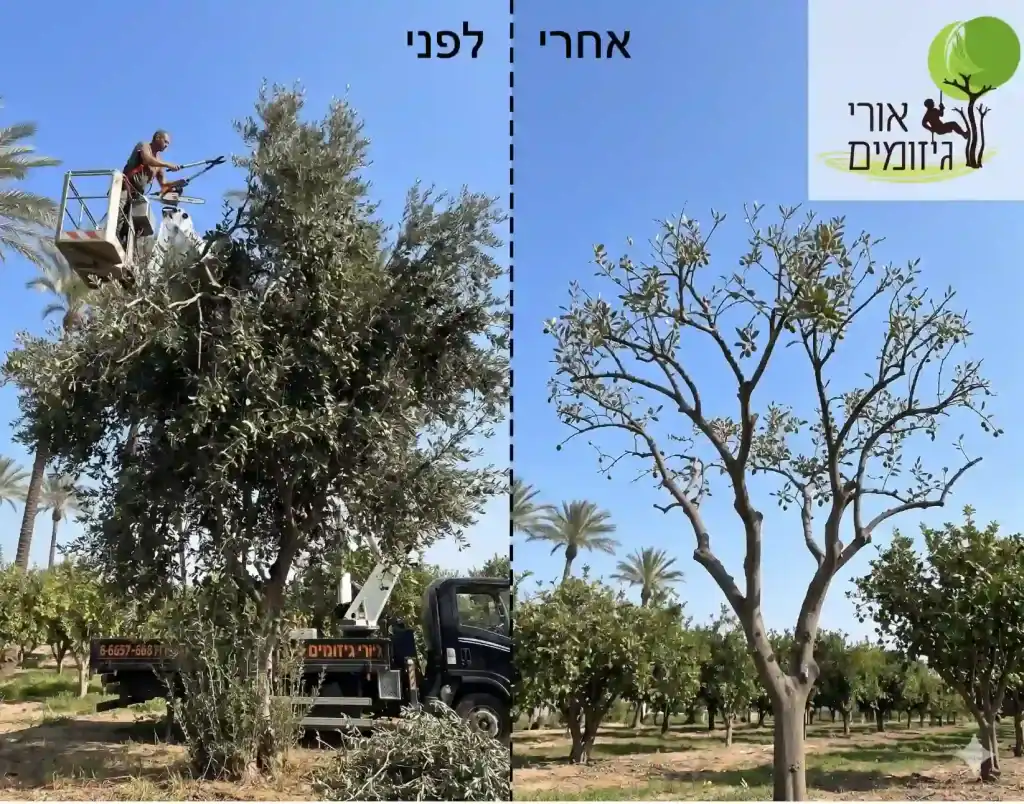 גיזום עץ זית לפני ואחרי