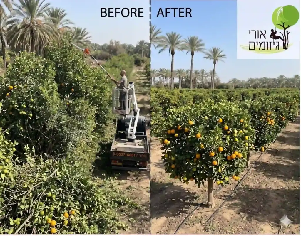 גיזום עצי הדר לפני ואחרי