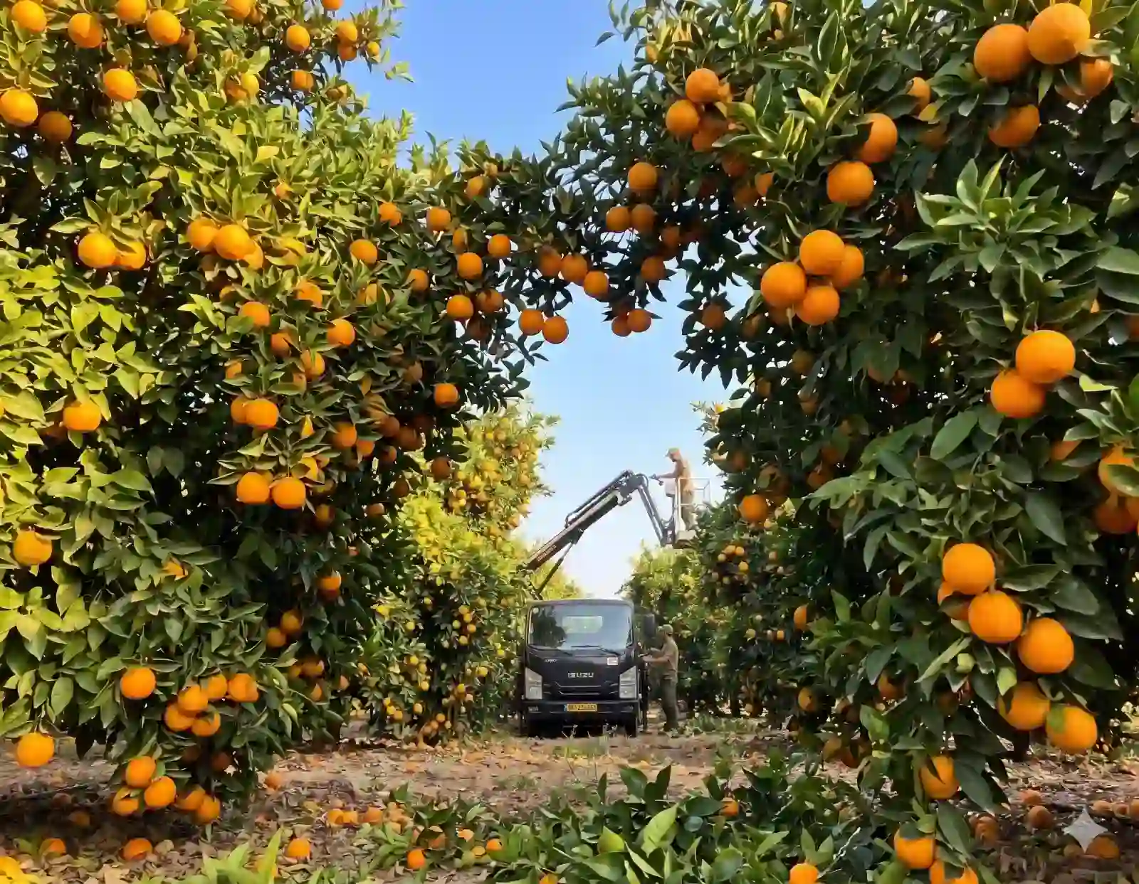 גיזום עצי הדר תמונת רקע