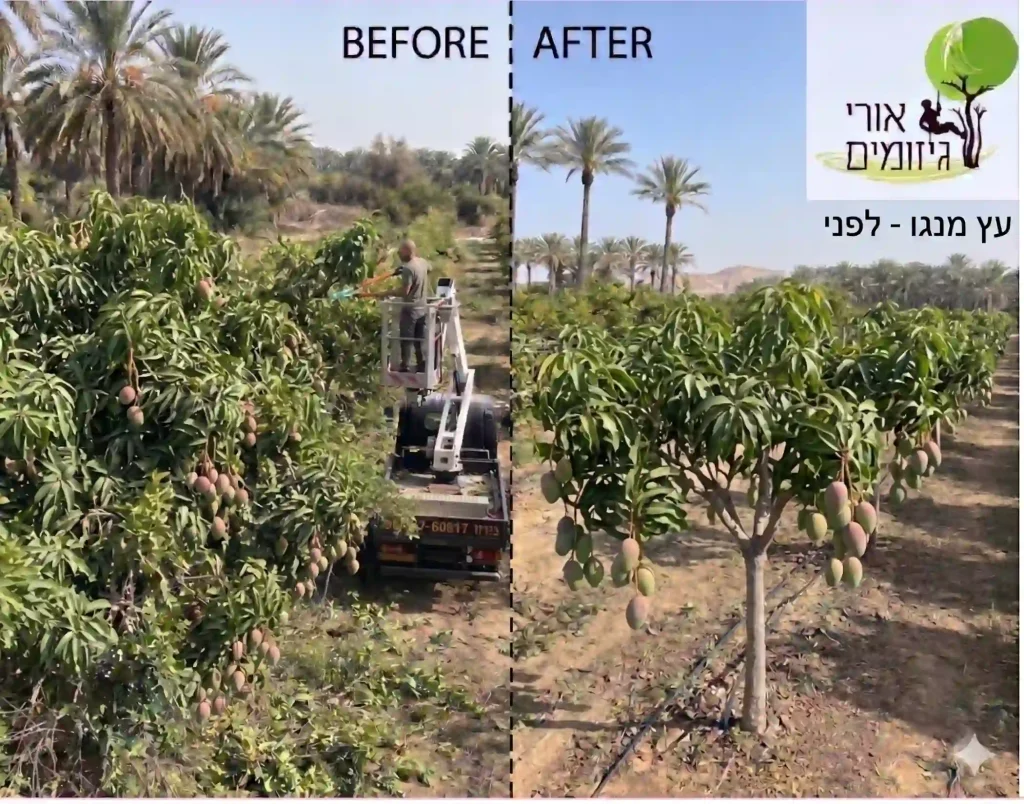 גיזום עצי מנגו - לפני ואחרי