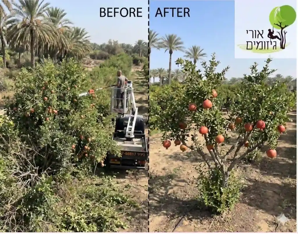 גיזום עצי פרי לפני ואחרי