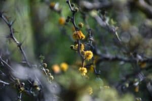 גיזום עצים בטבריה