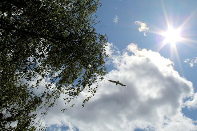 גיזום עצים בקרית שמונה 1 גיזום עצים בקרית שמונה