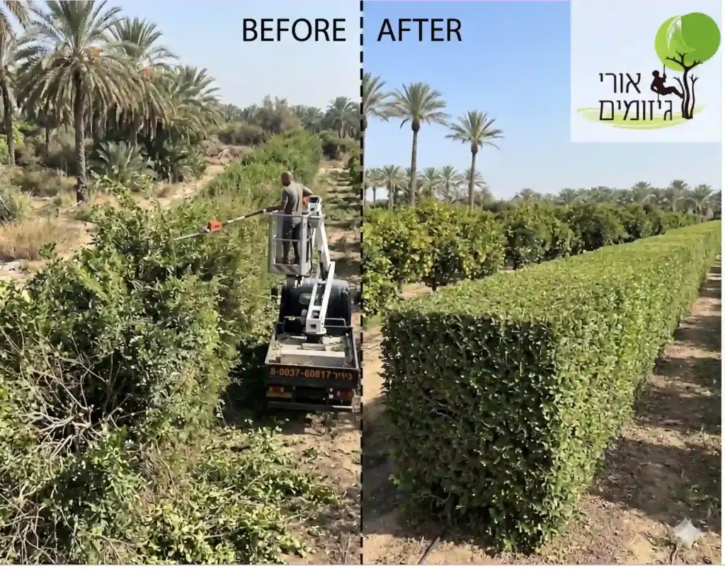 גיזום שיחים לפני ואחרי